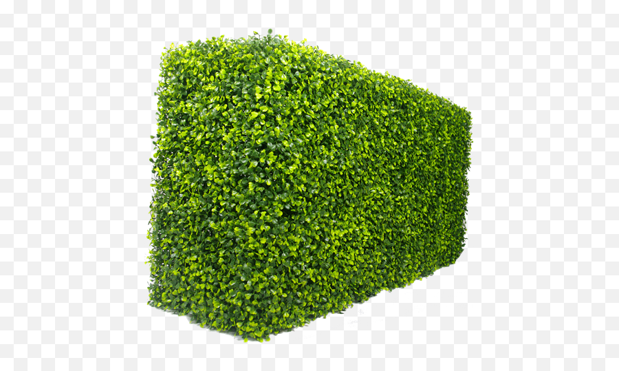Box Hedge Png 2 Image - Boxwood Hedge Png,Hedge Png