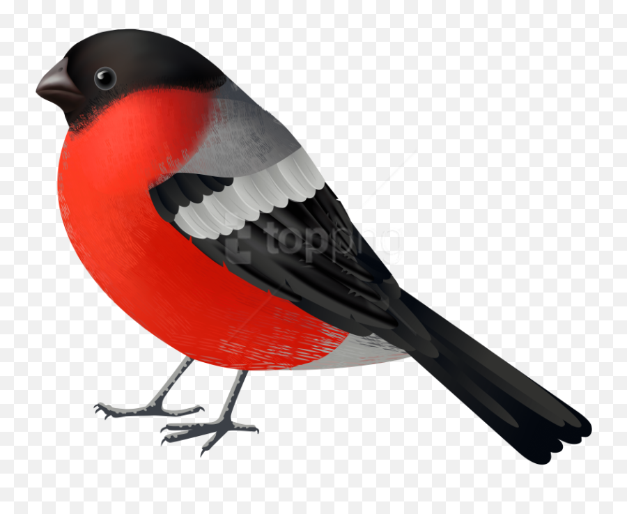 Red Black Bird Clipart Png - Birds,Bird Clipart Png