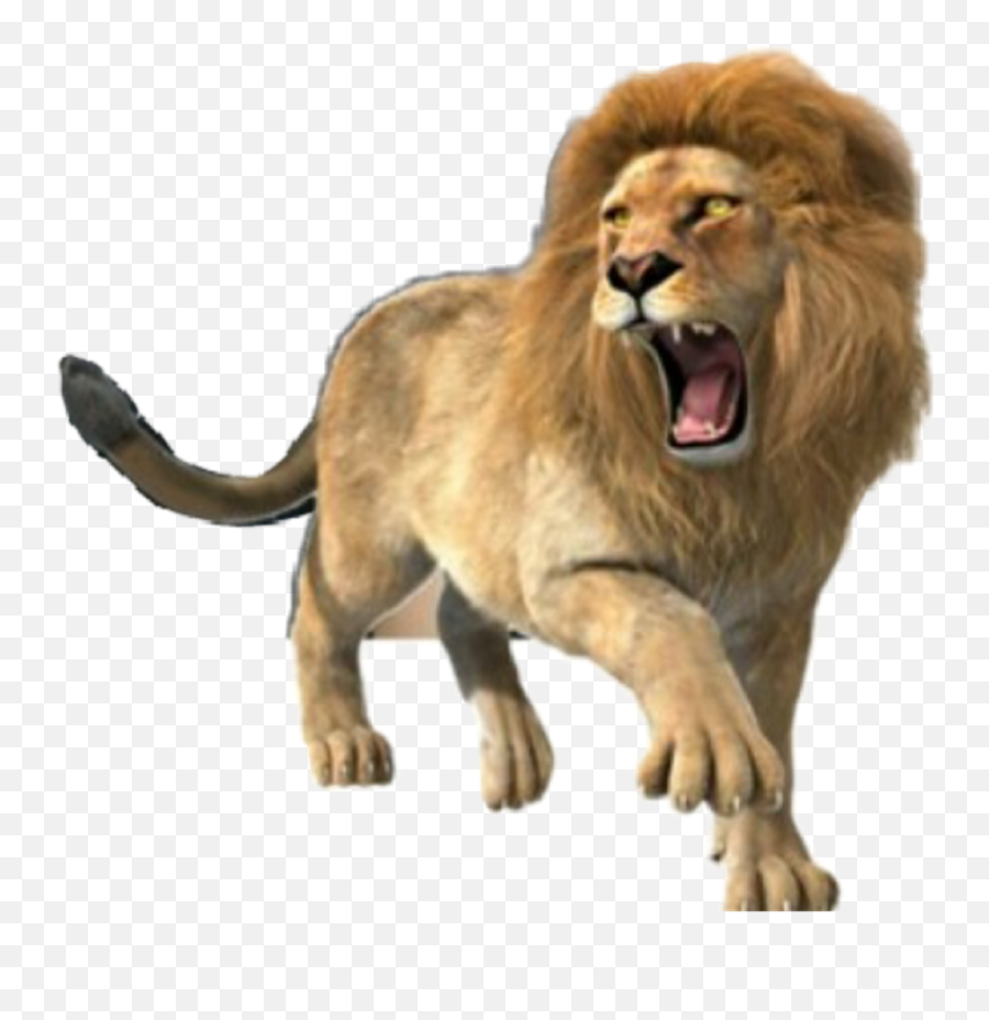 Download Lion Roar Roaringlion Animals - Lion Roaring Png,Lion Roar Png