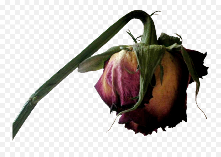 Transparent Dead Flower Clipart Png Download - Dead Transparent Dead Flower Png,Flowers Clipart Png