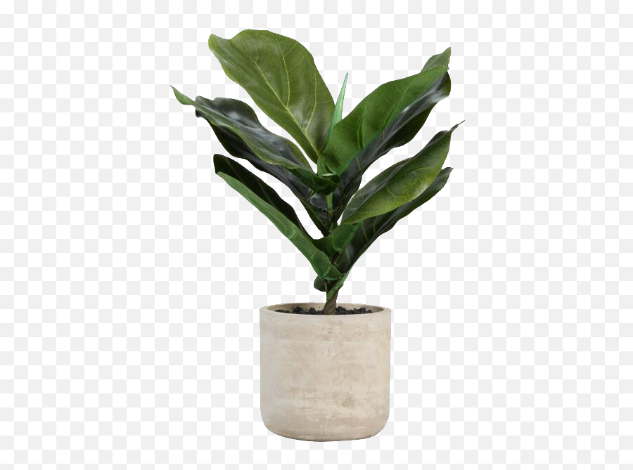 Faux Fiddle Leaf Fig Plant In Cement - Faux Plant Png,Potted Plant Png