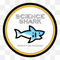 Blog Home Accueil - Fish Png,Shark Logo Png