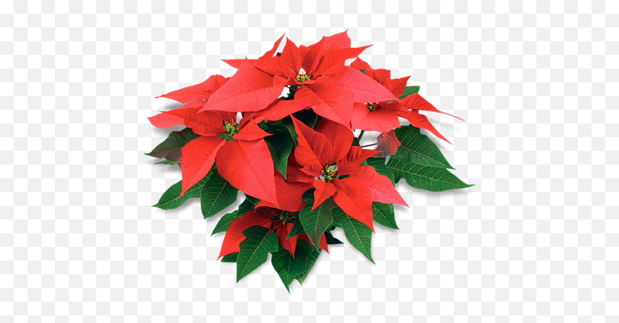 Poinsettias Transparent Background - Poinsettia Transparent Poinsettia Png,Poinsettia Transparent Background