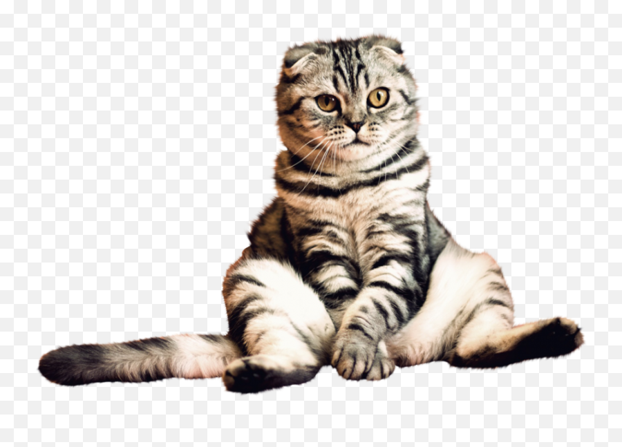 Cat Png Transparent Picture - Transparent Background Cat Hd Png,Cat With Transparent Background