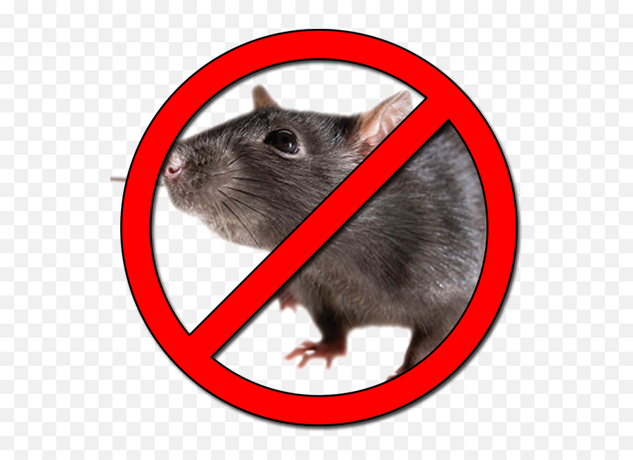 Prohibido Ratas Png Image With No - Rat Transparent Background,Prohibido Png