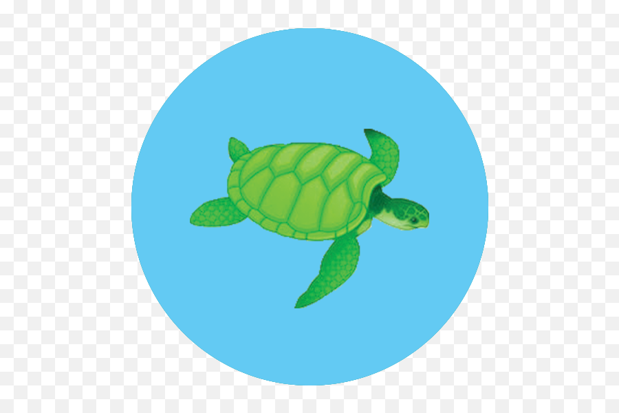 Stats - Free The Ocean Png,Turtle Icon Png