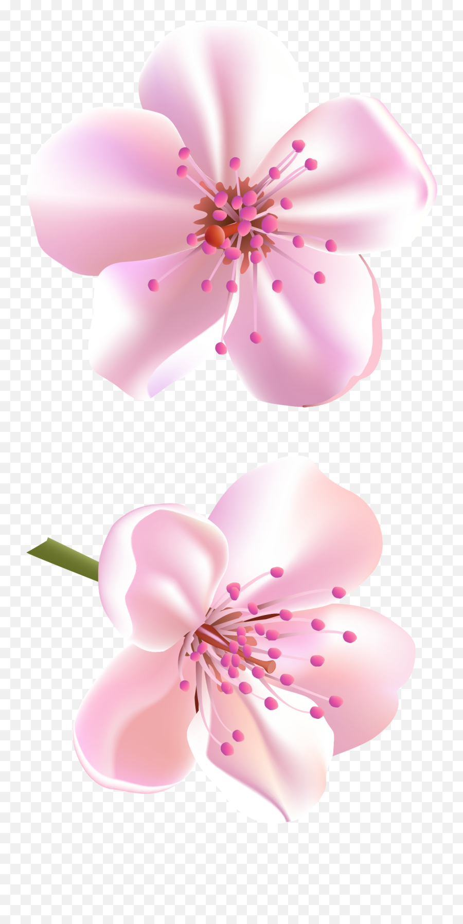 Download Free Blossom Vector Flower Image Icon - Cheerry Blossom Flower Clipart Png,Sakura Flower Icon