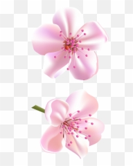 Download Free Blossom Vector Flower Image Icon - Cheerry Clipart png