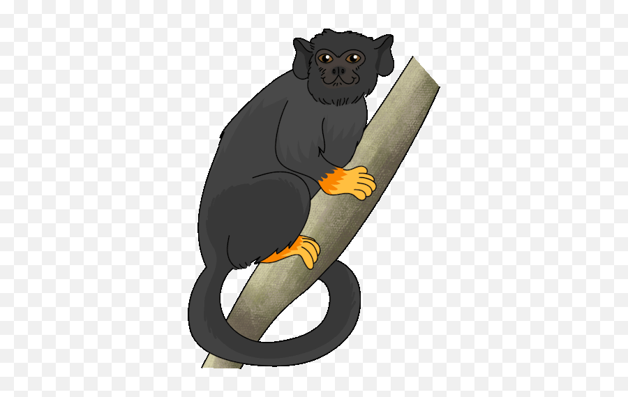 Monkey Tamarin Sticker - Monkey Tamarin Golden Handed New World Monkeys Png,Icon Monkey Smile