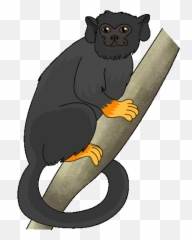 Monkey Tamarin Sticker - Golden Handed New World Monkeys png