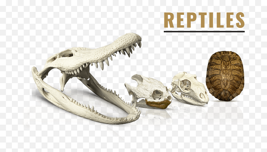 Download Reptiles U0026 Amphibians - Skeletons Museum Of Tyrannosaurus Png,Reptiles Png