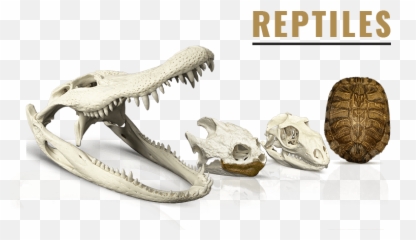 Download Reptiles U0026 Amphibians - Skeletons Museum Of Tyrannosaurus Png,Reptiles Png