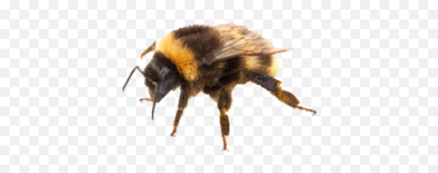 Download Free Png Bee Transparent Background Image - Dlpngcom Bumble Bee Transparent Background,Bee Transparent Background