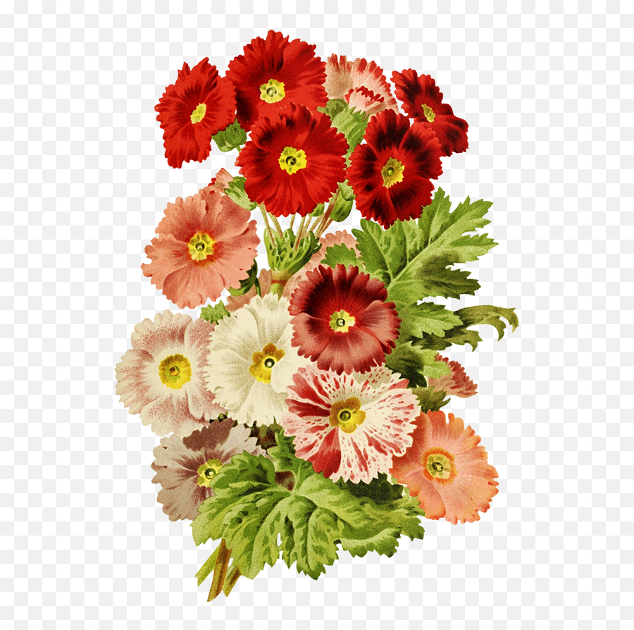Digital Scrapbooking Flowers - Barberton Daisy Png,Corner Flowers Png
