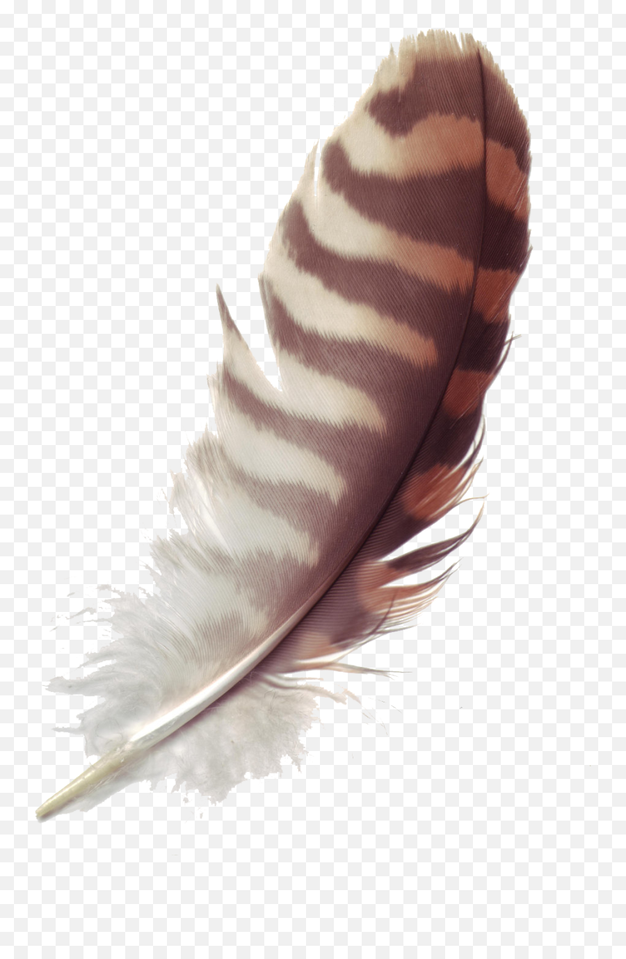 Download Feather Free Png - Transparent Background Bird Feather Png,Feather Transparent Background