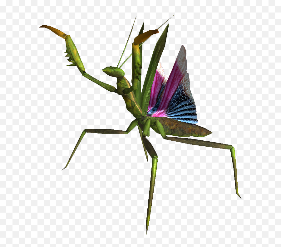 Mantis Png - Mantis,Mantis Png