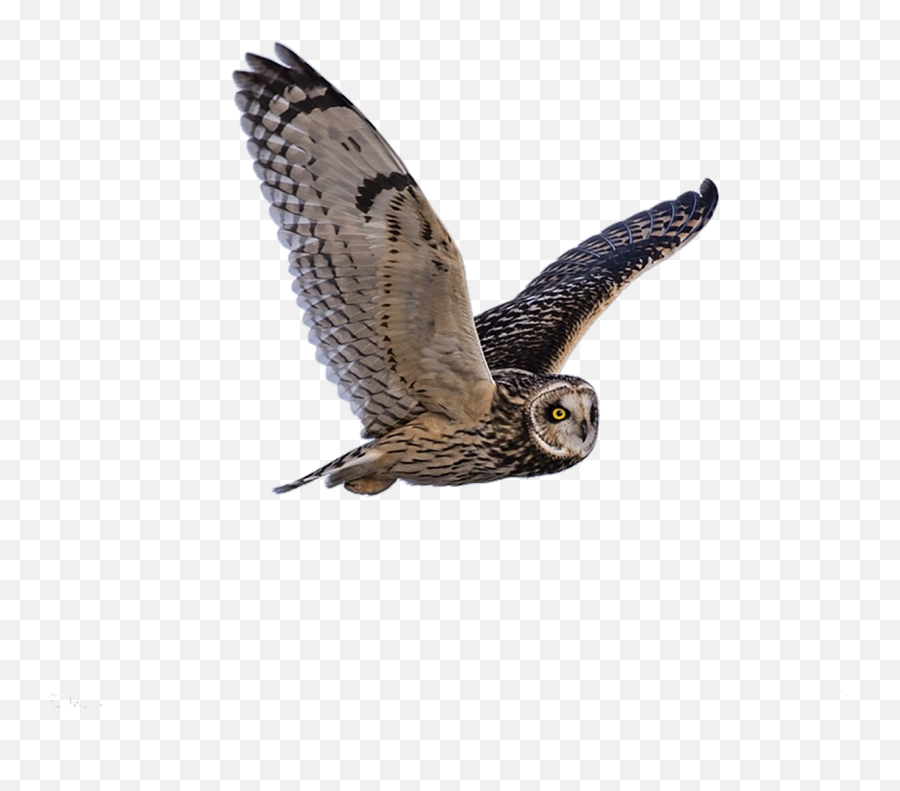 Owl Predator Flying - Owl Flying Png,Owl Transparent