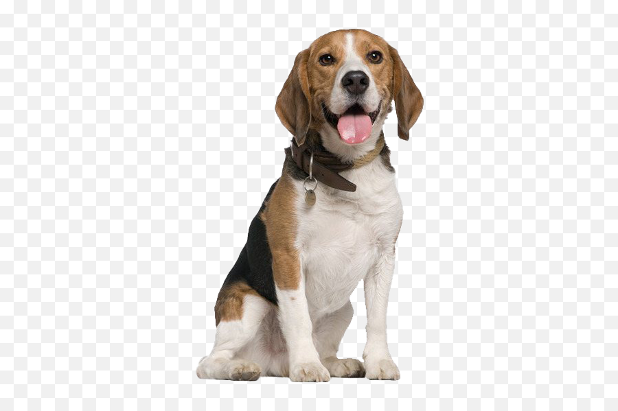 Beagle Png Transparent Images - Beagle Png,Beagle Png