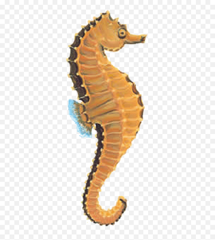 Seahorse - Real Sea Horse Png,Seahorse Png