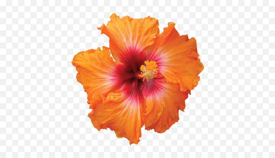 Hibiscus Png Hd - Hibiscus Flower Png,Hawaiian Flower Png