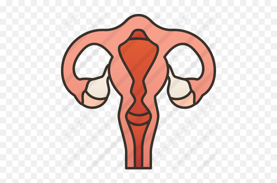 Uterus - Clip Art Png,Uterus Png
