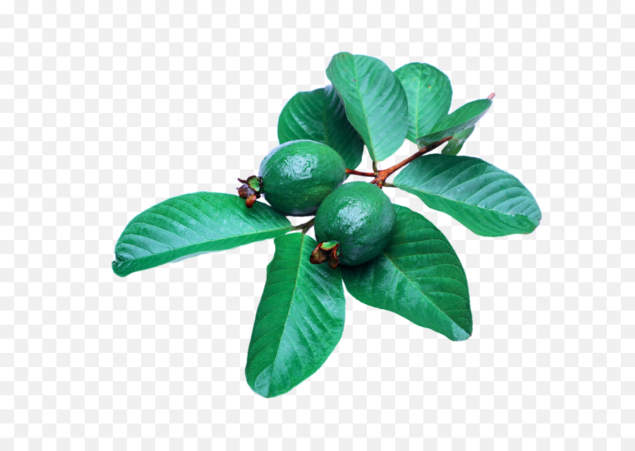 Free Guava Fruit Images - Guava Leaves Png,Fruit Tree Png