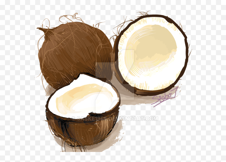 Coconuts Vector Illustration - Digital Art Clipart Full Chocolate Png,Coconuts Png