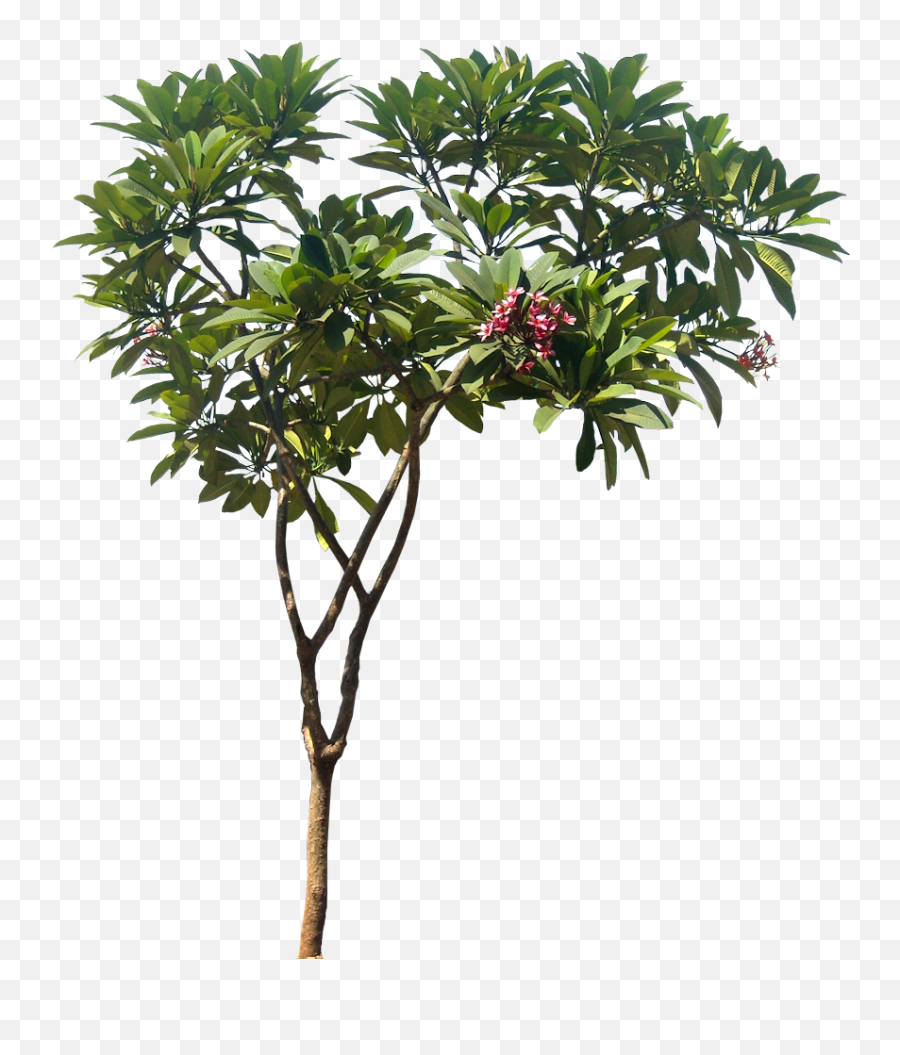 Plant Images With Png Transparent Background