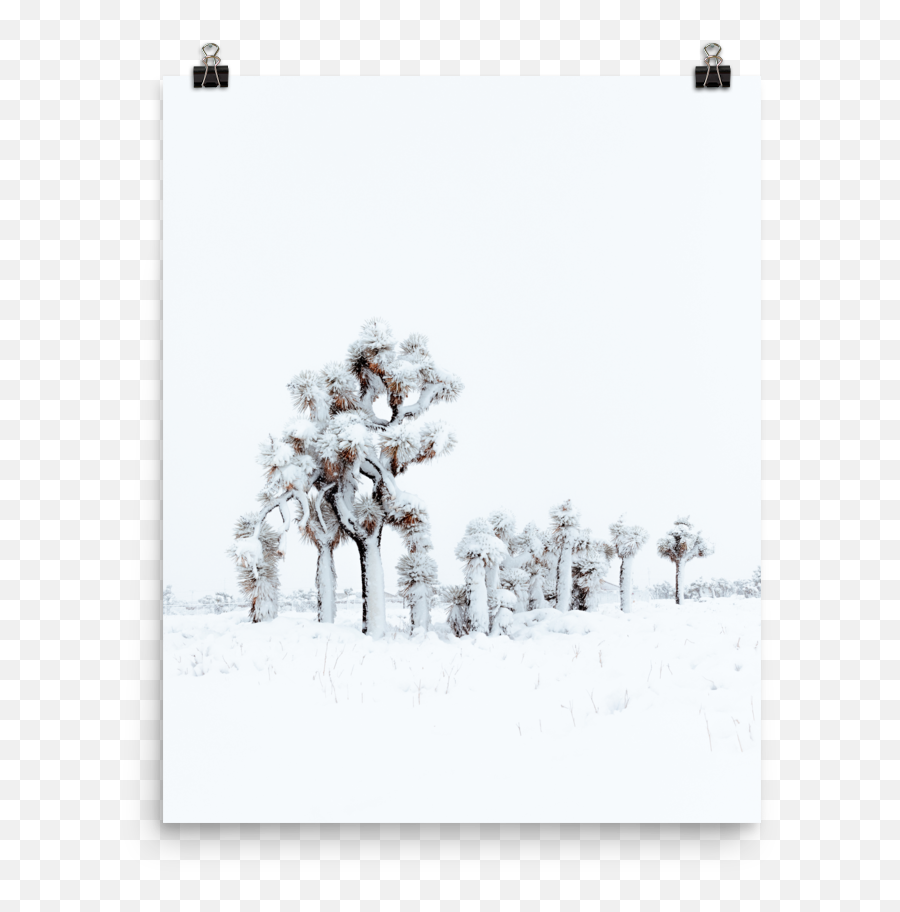 Snowy Joshua Tree U2014 Isley Reust - Tree Png,Snowy Tree Png