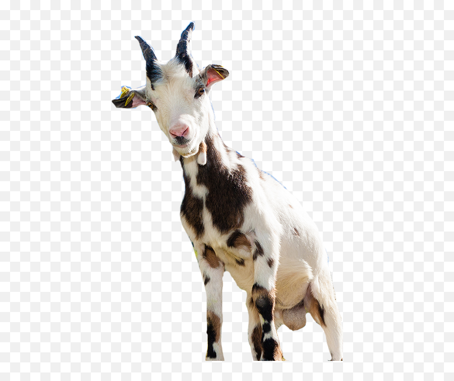 Goat Sheep Computer File - Goat Png Download 577681 Cabra Y Oveja Png,Goat Png