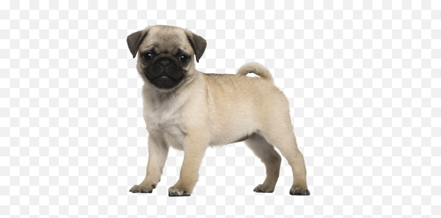 Baby Alive - 5 Month Old Pug Png,Pug Png