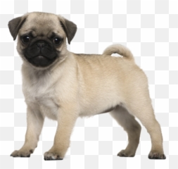 Baby Alive - 5 Month Old Pug Png,Pug Png