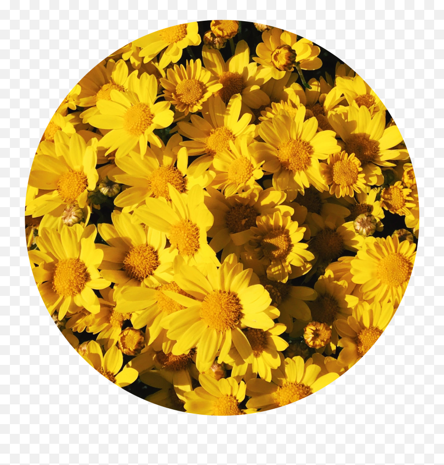 Download Background Aesthetic Yellow Flowers Tumblr - Yellow Aesthetic Png,Yellow Flowers Png