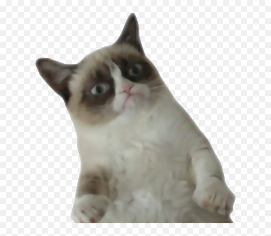 Grumpy Cat Png File Mart - Grumpy Cat Transparent Png,Grumpy Png