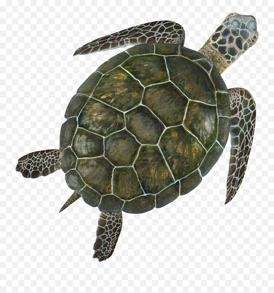 Turtle With Transparent Background - Green Sea Turtle 3d Png,Turtle Transparent Background