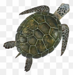 Turtle With Transparent Background - Green Sea 3d png