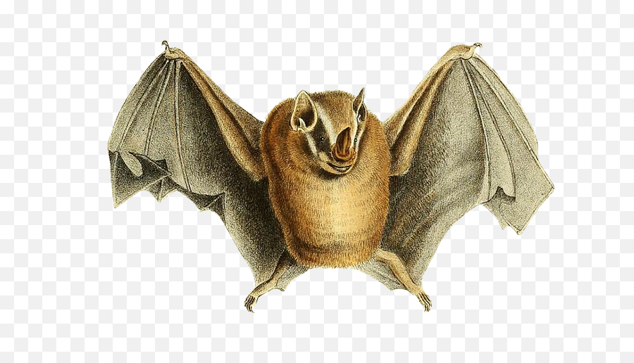 Cute Image Of Bat Lifting Its Wings - Big Brown Bat Png,Bat Wings Png