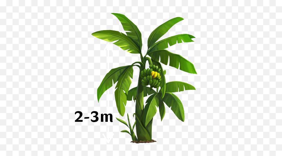 Yello - Banana Tree Vector Png,Banana Tree Png