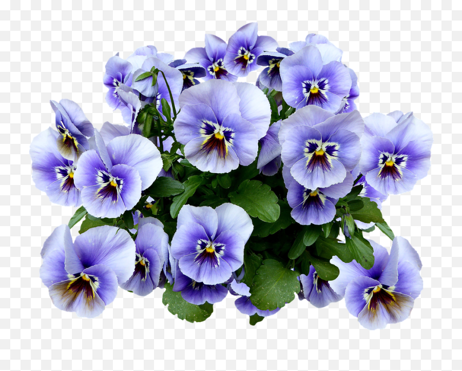 Spring Png Blossom Blue Pansy Flower - Pansies Png,Pixel Flower Png