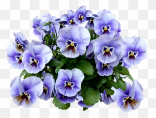 Spring Png Blossom Blue Pansy Flower - Pansies