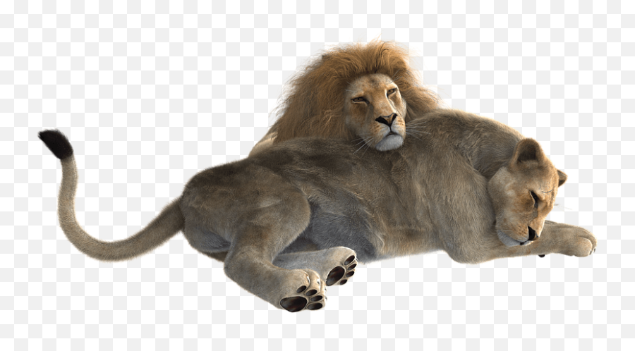 Lion Png Clipart 23 - Free Download Male And Female Lion Png,Lion Png Logo