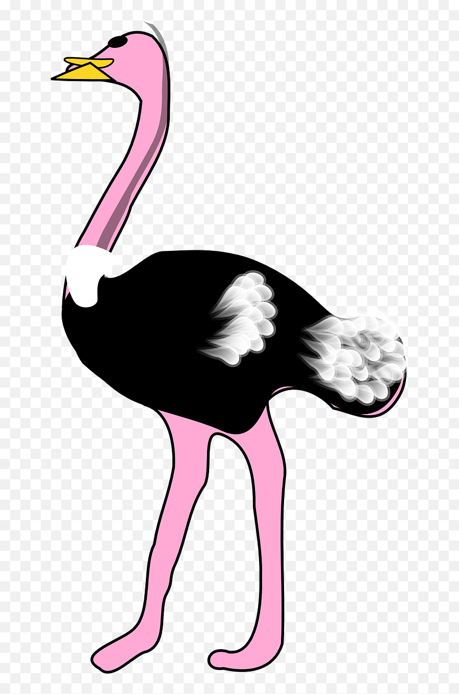 Ostrich Bird Animal - Free Vector Graphic On Pixabay Ostrich Clipart Clker Png,Ostrich Png