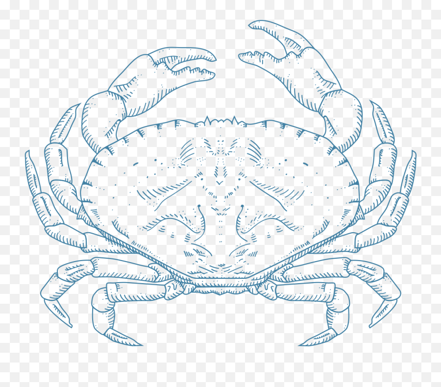 Sebastian The Crab Png - Dungeness Crab 1103339 Vippng Dungeness Crab,Crab Png