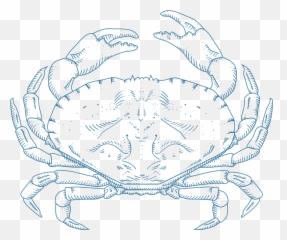 Sebastian The Crab Png - Dungeness Crab 1103339 Vippng Dungeness Crab,Crab Png
