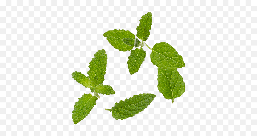 Mint Leaf Png Graphic Freeuse Download - Peppermint Tea Leaves Png,Mint Leaves Png