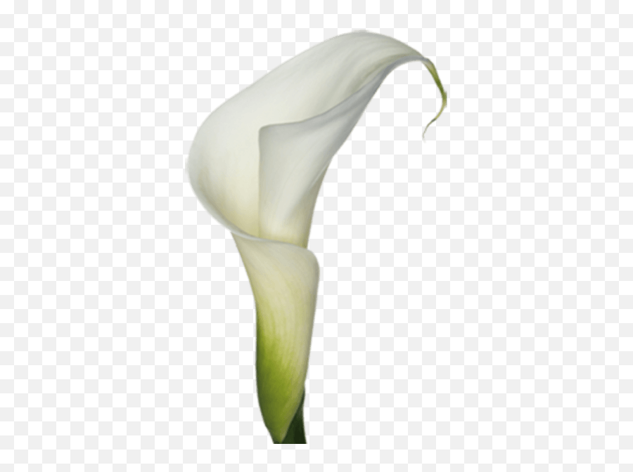 Download Calla Lilies Clip Art - White Arum Lily Transparent Png,Calla Lily Png