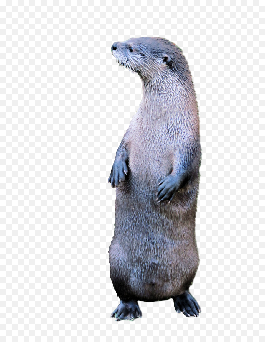 Otter Standing2 - Otter Png,Otter Png