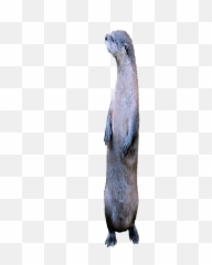 Otter Standing2 - Otter Png,Otter Png