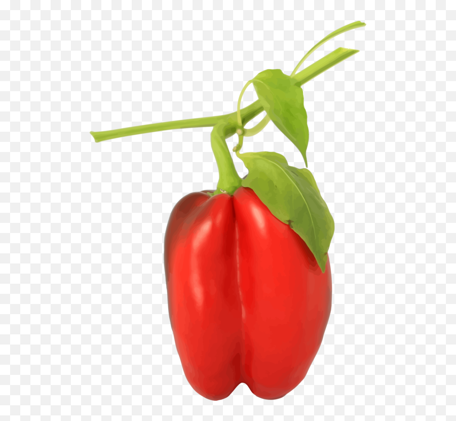Chili Png - Chili Con Carne Bell Pepper Chili Pepper Spice Bell Pepper Plant Png,Red Pepper Png