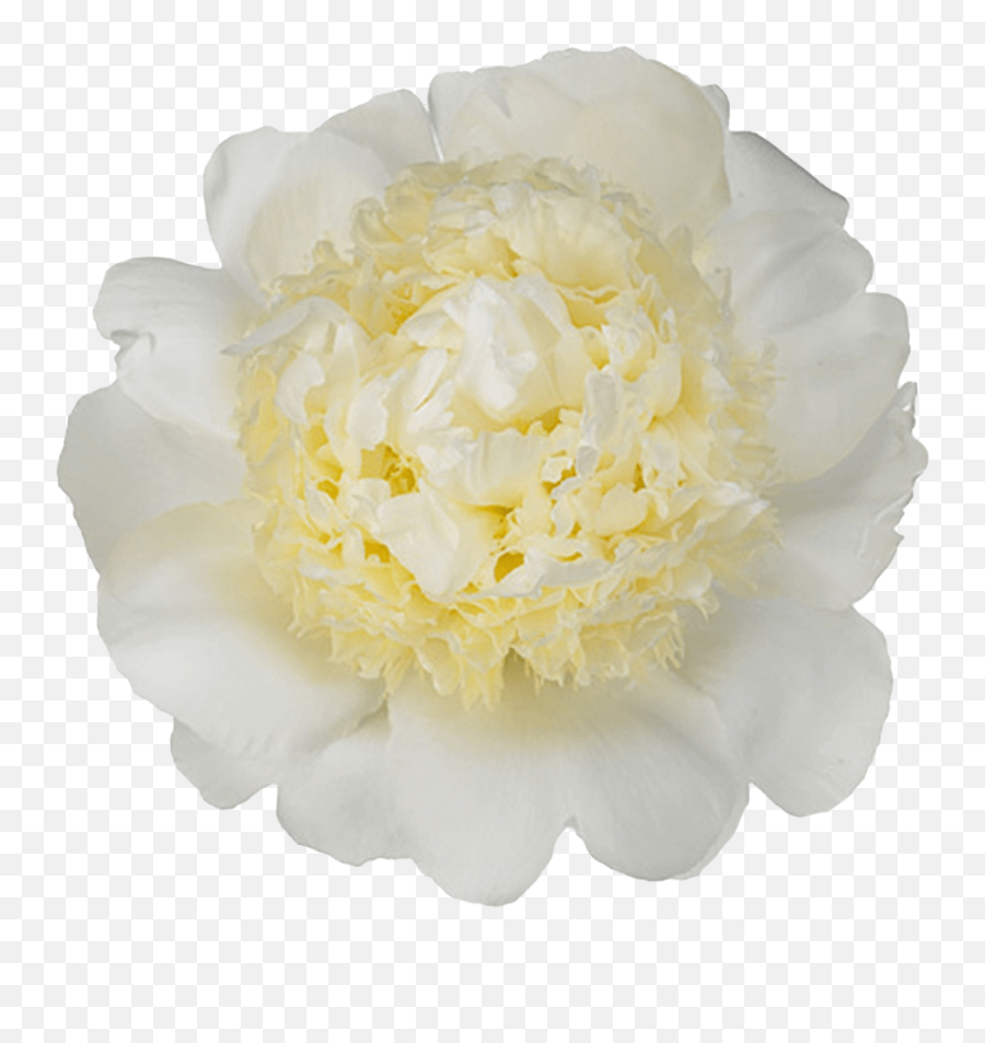 Japanese Flower Png - Common Peony 4968354 Vippng Pioen Bridal Gown,Japanese Flower Png